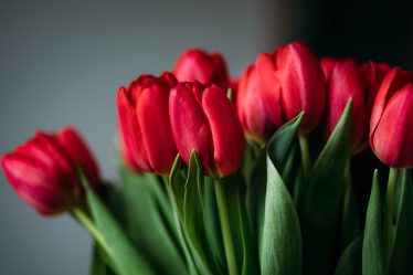 Waarom gefeliciteerd bloemen kopen?